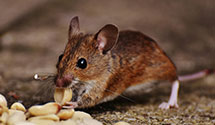 24 Hour & Emergency Exterminators in West Lima, WI
